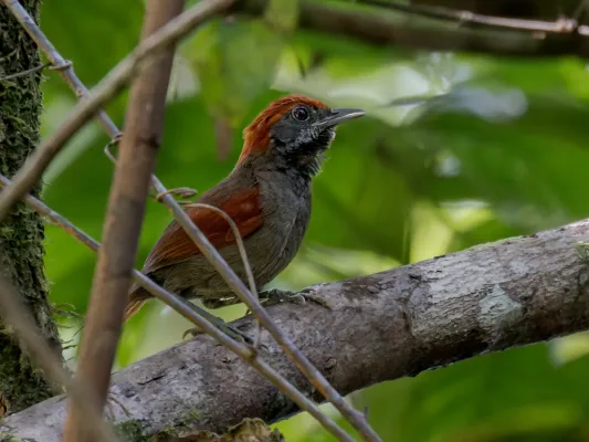 File:Synallaxis macconnelli obscurior McConnell's Spinetail; Serra do Navio, Amapá, Brazil.jpg