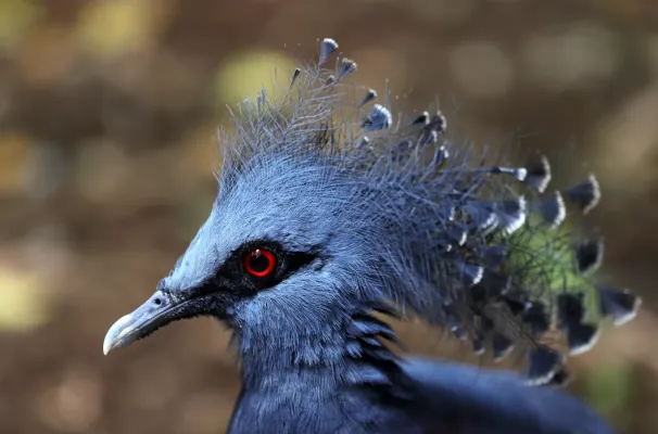 File:Victoria crowned pigeon (Goura victoria).jpg
