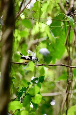 File:Neolalage banksiana 8738959.jpg