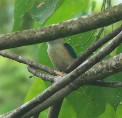 File:Todiramphus recurvirostris 257391029.jpg