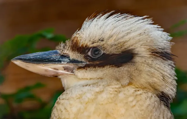 File:Dacelo novaeguineae - Vogelpark Steinen 01.jpg