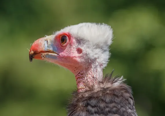 File:Trigonoceps occipitalis - Vogelpark Steinen 01.jpg