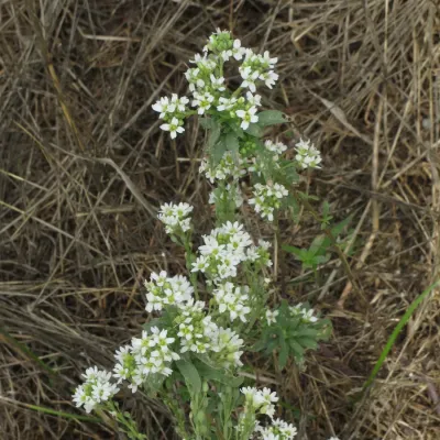 File:Berteroa incana RF.jpg