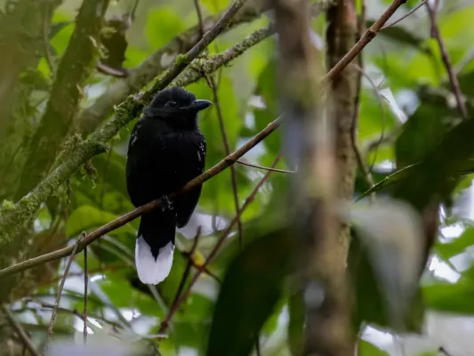 File:Thamnophilus melanothorax Band-tailed Antshrike (male); Serra do Navio, Amapá, Brazil.jpg