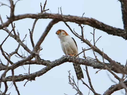 File:Neohierax insignis, Krông Na, Đắk Lắk Province, Vietnam 1.jpg