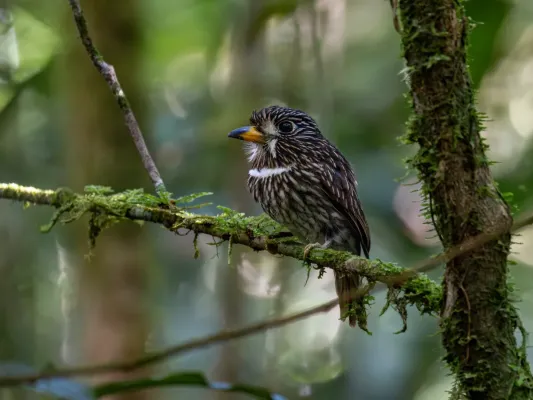 File:Malacoptila fusca White-chested Puffbird; Serra do Navio, Amapá, Brazil.jpg