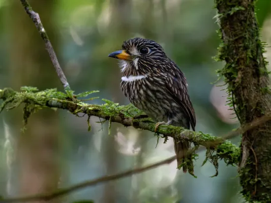 File:Malacoptila fusca White-chested Puffbird; Serra do Navio, Amapá, Brazil (cropped).jpg