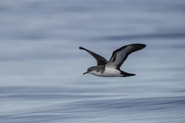 File:Bannerman's Shearwater Puffinus bannermani off Ogasawara, Tokyo, Japan.jpg