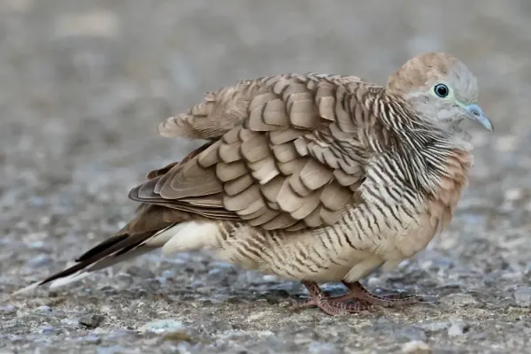 File:Geopelia striata (7 August 2023) 02.jpg