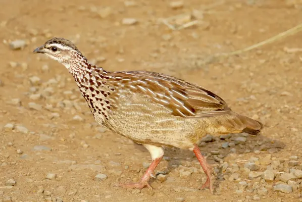 File:Crested Francolin (Ortygornis sephaena) male ... (53097855297).jpg