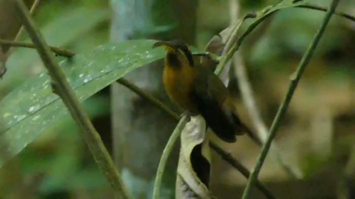File:Little hermit (Phaethornis longuemareus) - male, French Guiana - 2.jpg