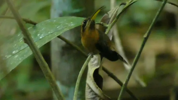 File:Little hermit (Phaethornis longuemareus) - male, French Guiana - 3.jpg