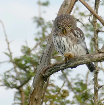 File:Pearl-spotted Owlet (Glaucidium perlatum) (53105747532).jpg