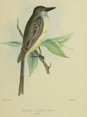 File:Myiarchus stolidus, Birds of Jamaica.jpg