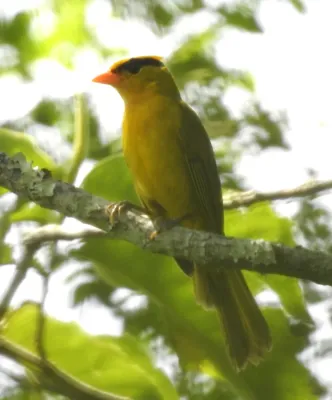 File:Heliothraupis oneilli (51647708497).jpg