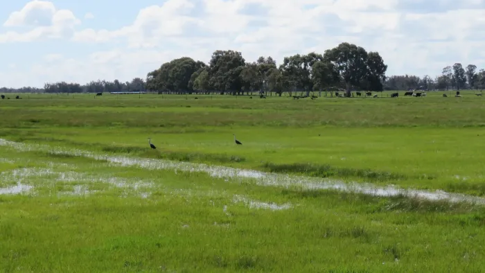 File:White-necked heron (Ardea pacifica) at Nirimba, Western Australia, August 2023 01.jpg