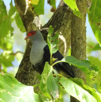 File:Seychelles blue pigeon (Alectroenas pulcherrimus).jpg