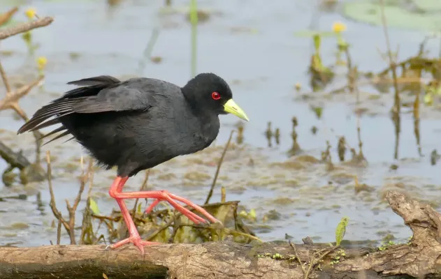 File:Black Crake (Zapornia flavirostra) (53113582722).jpg