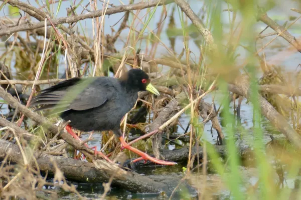 File:Black Crake (Zapornia flavirostra) (53112867797).jpg