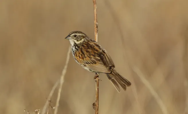 File:Xenospiza baileyi 202570375.jpg
