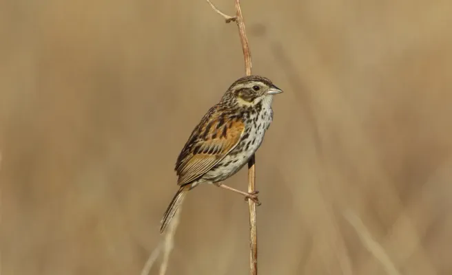 File:Xenospiza baileyi 202570677.jpg