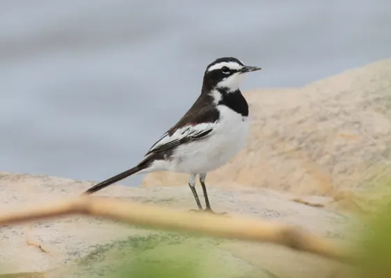 File:Motacilla samveasnae, Kaeng Chang Mop, Khemmarat District, Thailand 85419404.jpg