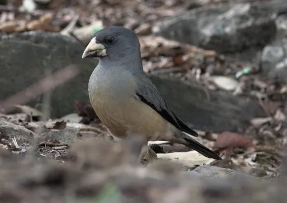 File:Mycerobas icterioides 180102564.jpg
