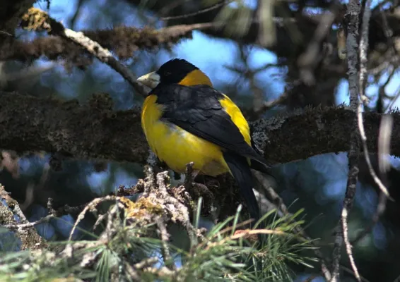 File:Mycerobas affinis 179963117.jpg