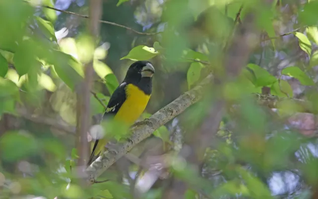 File:Mycerobas melanozanthos 104703789.jpg