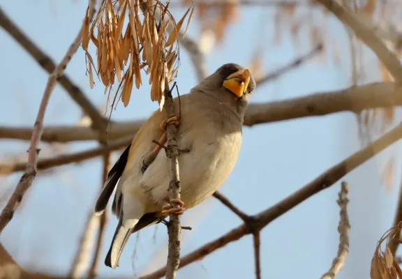 File:Eophona migratoria 172657423.jpg