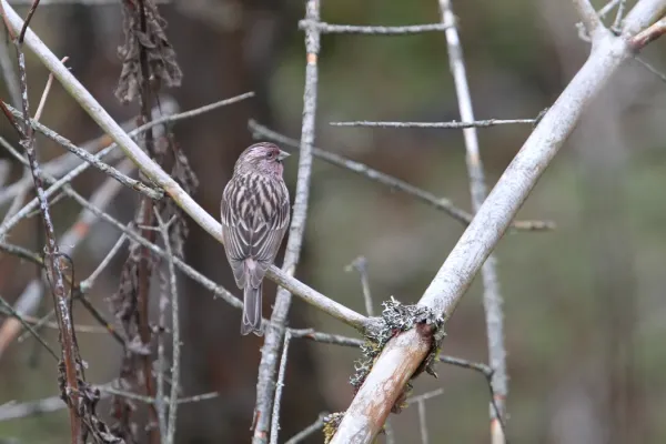 File:Carpodacus pulcherrimus 94311873.jpg