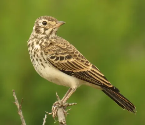 File:Pinarocorys nigricans 189372404, crop.jpg