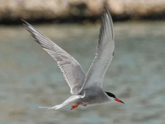 File:Sterna repressa, Bahrain 2.jpg