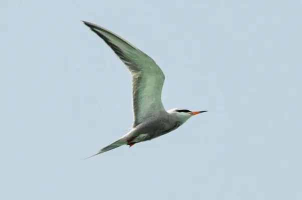 File:Sterna repressa, Bahrain 3.jpg