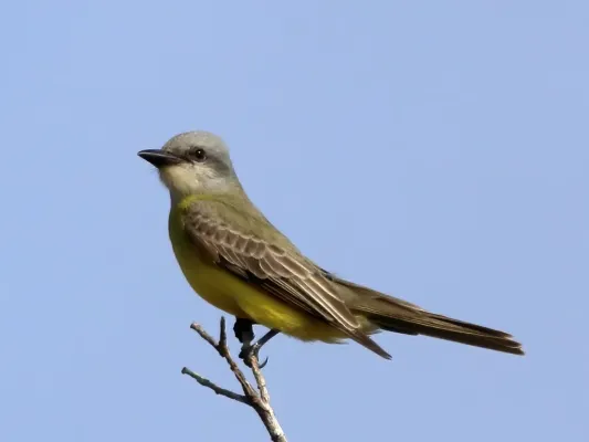 File:Tyrannus couchii 112139785 (cropped)2.jpg