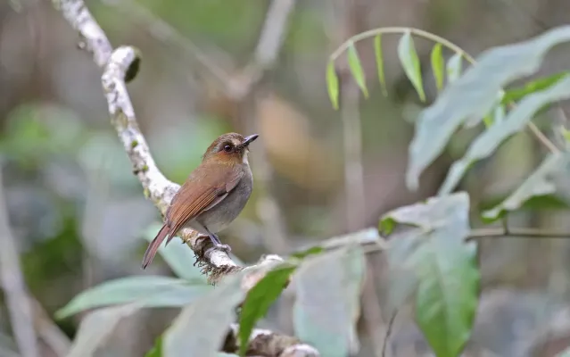 File:Vauriella gularis 102415335.jpg
