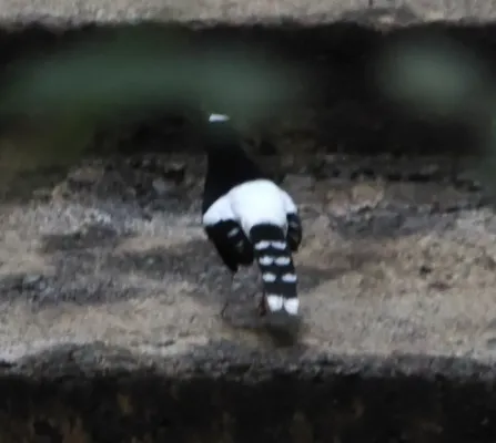 File:Enicurus borneensis 308732702.jpg