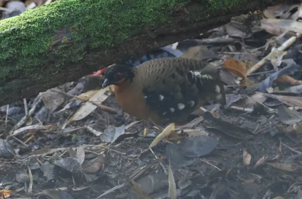File:Arborophila hyperythra 266833343 (cropped).jpg
