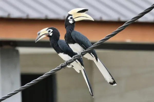 File:Anthracoceros albirostris (Brunei) 2023-08-18.jpg