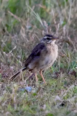 File:Anthus leucophrys (Brunei).jpg