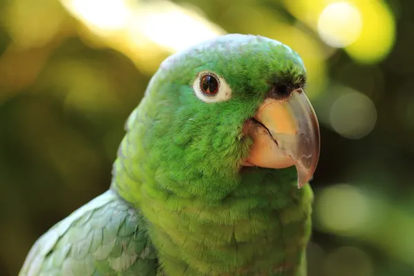 File:White-eyed parakeet (Psittacara leucophthalmus).jpg
