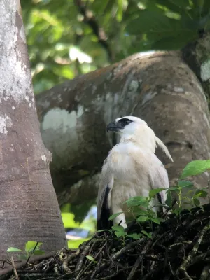 File:Morphnus guianensis 302478697.jpg