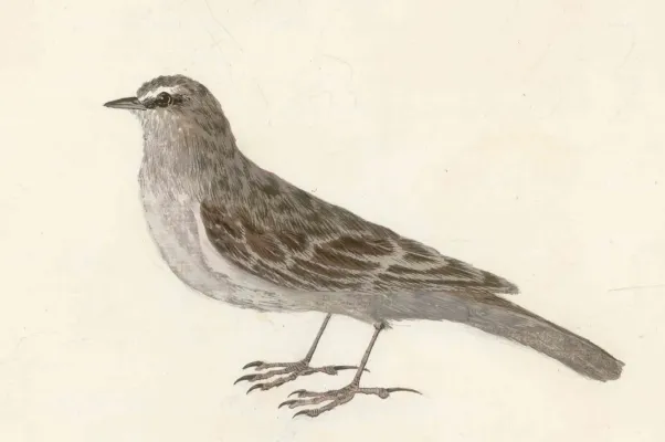 File:Forster Anthus novaeseelandiae - crop.jpg