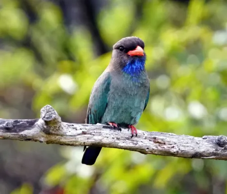 File:Eurystomus orientalis 256305863.jpg