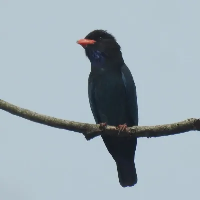 File:Eurystomus orientalis 313479593.jpg