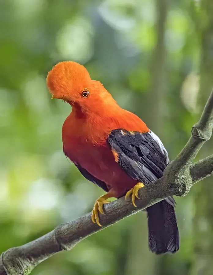 File:Andean cock-of-the-rock (Rupicola peruvianus sanguinolentus) male Antioquia.jpg