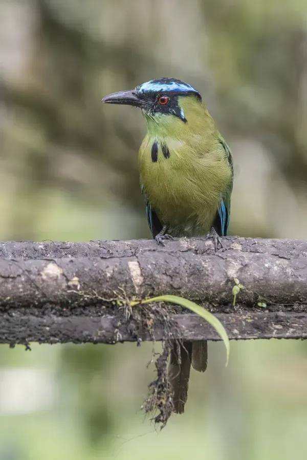 File:Andean motmot (Momotus aequatorialis aequatorialis) Las Tangaras 2.jpg