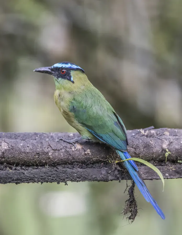 File:Andean motmot (Momotus aequatorialis aequatorialis) Las Tangaras.jpg