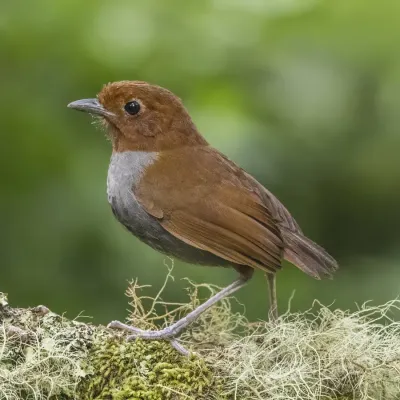 File:Bicoloured antpitta (Grallaria rufocinerea rufocinerea) Caldas.jpg