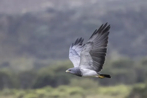 File:Black-chested buzzard-eagle (Geranoaetus melanoleucus australis) in flight Chingaza.jpg